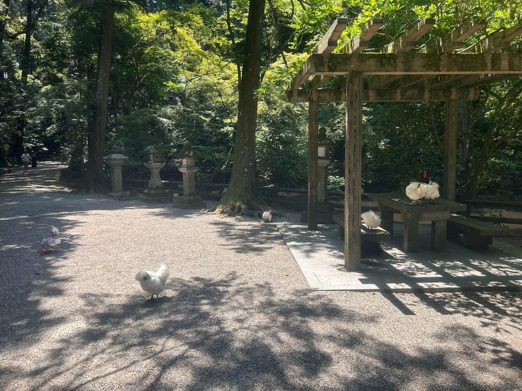 放し飼いされてる鶏